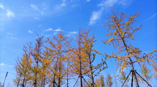 ?多彩的秋天，繽紛的秋葉