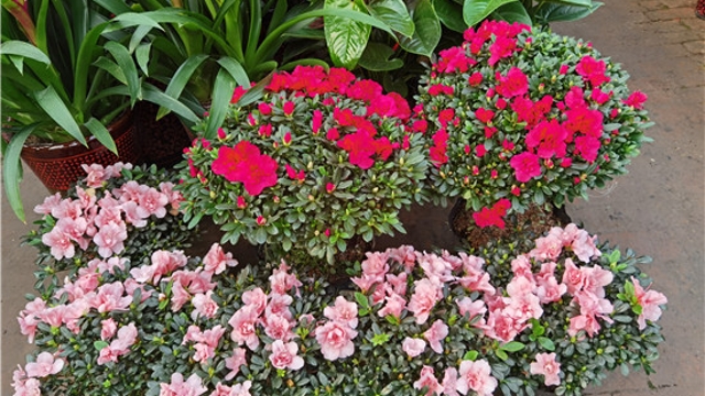 火紅年宵花，美麗過新年